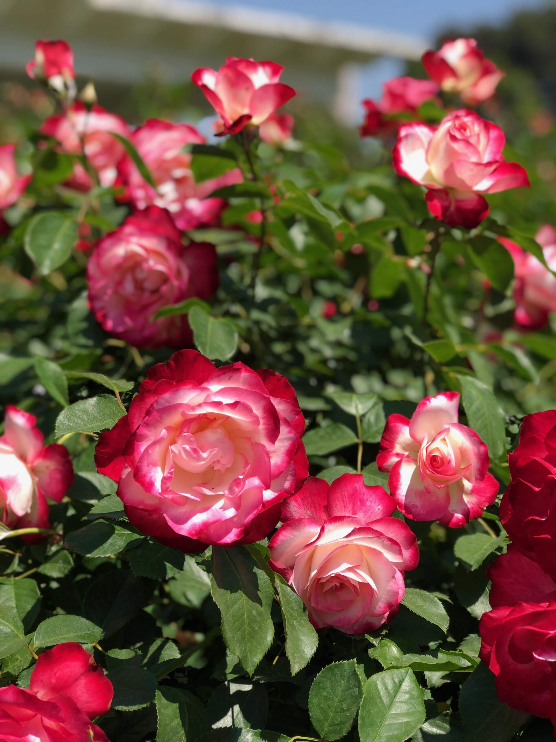 Live with Intention (and let it be easy)