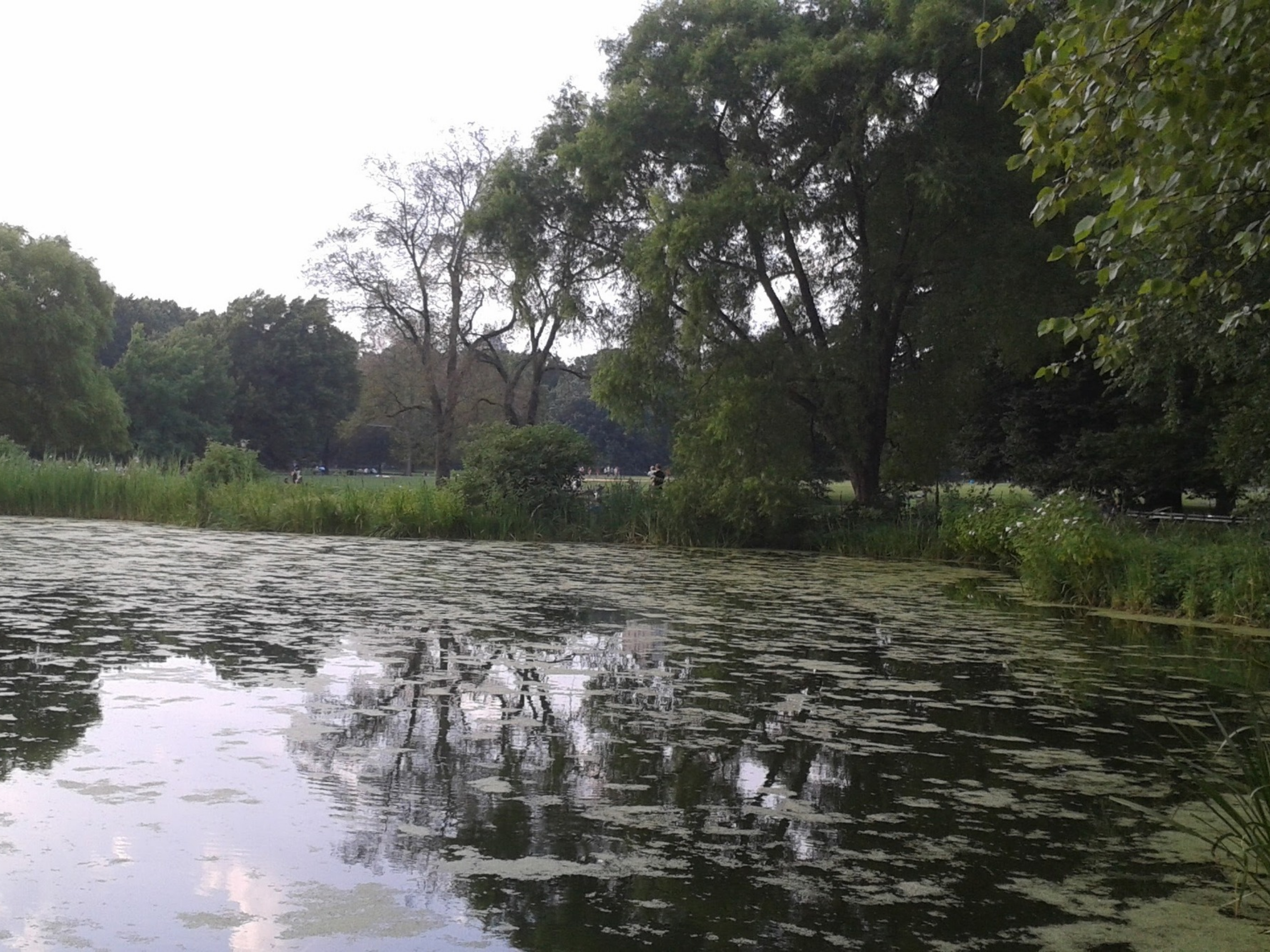 trees at the edge of a lake and reflected on the water with algae on the water's surface